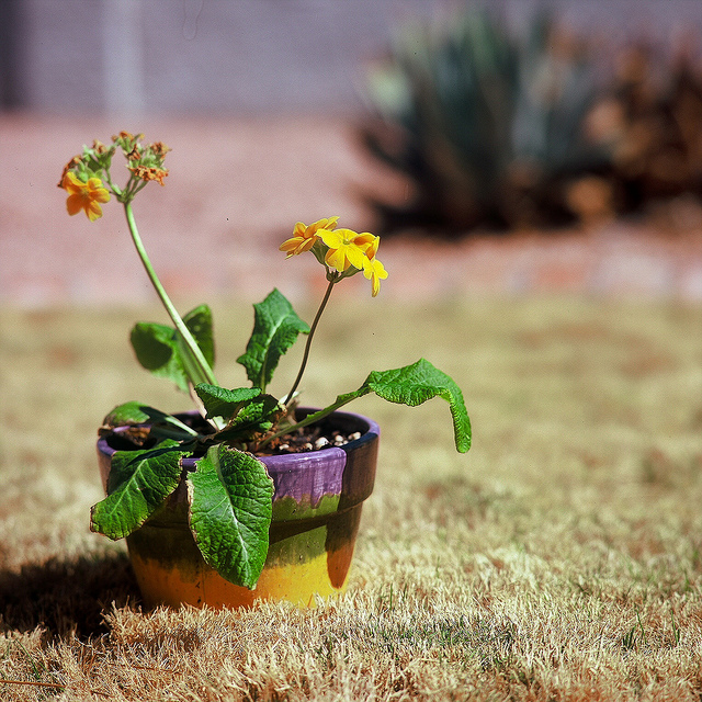 Yellowing lawn